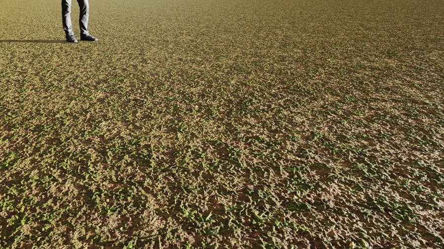 Patchy Weedy Grass Ground Texture, Green