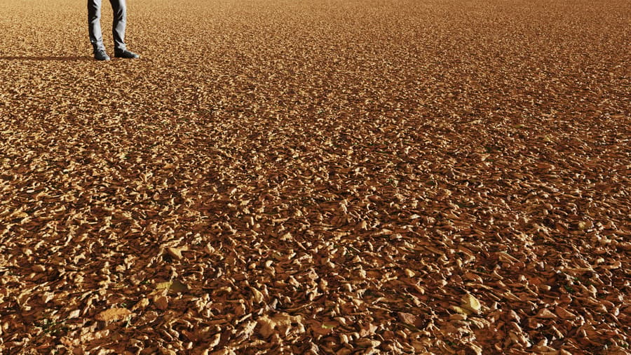 Mixed Dried Leaves Ground Texture