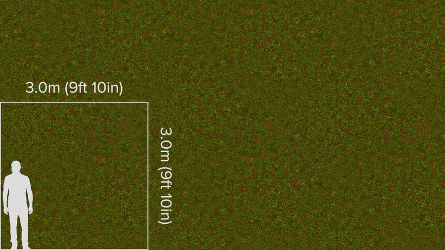 Forest Flower Cover Ground Texture