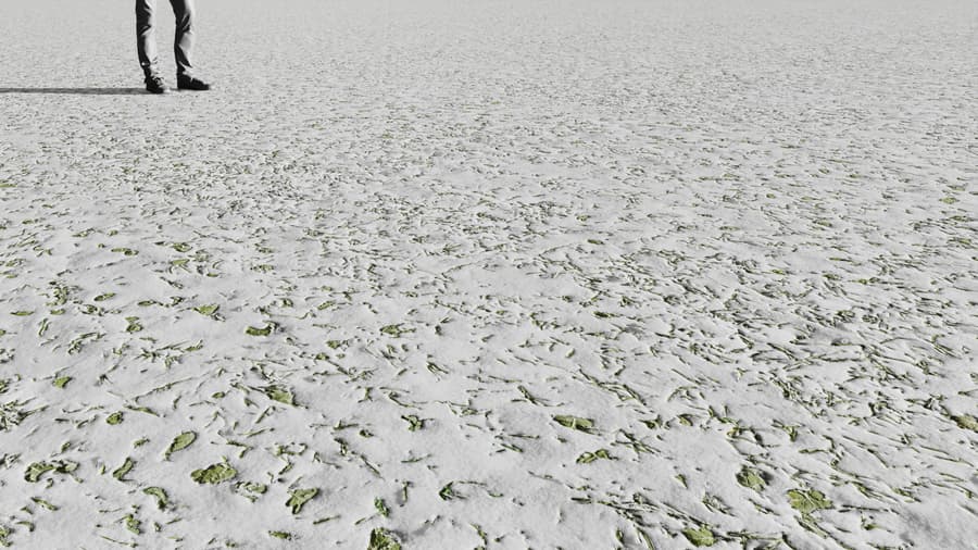 Ground Snow Grass Leaves 006