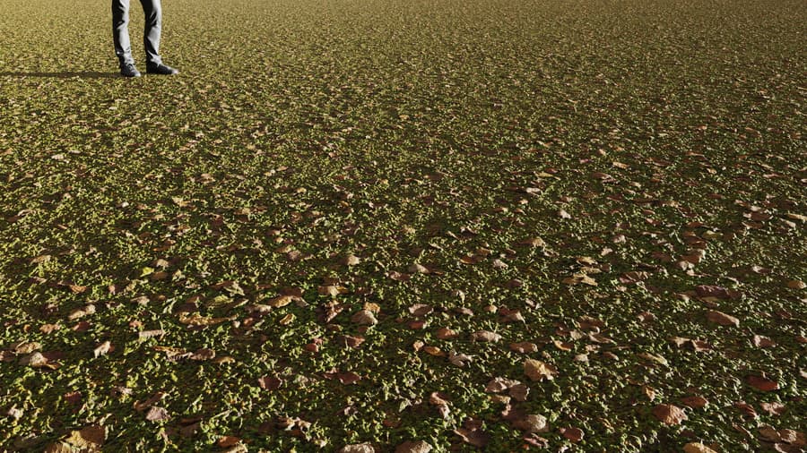 Ground Dirt Forest Plants 002