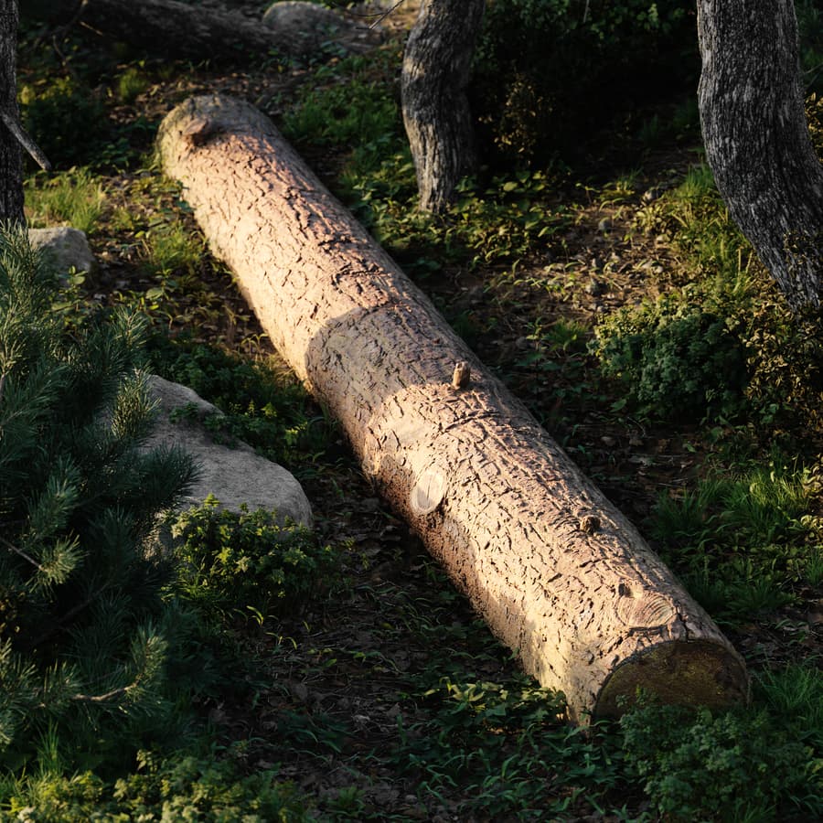 Tree Log 002
