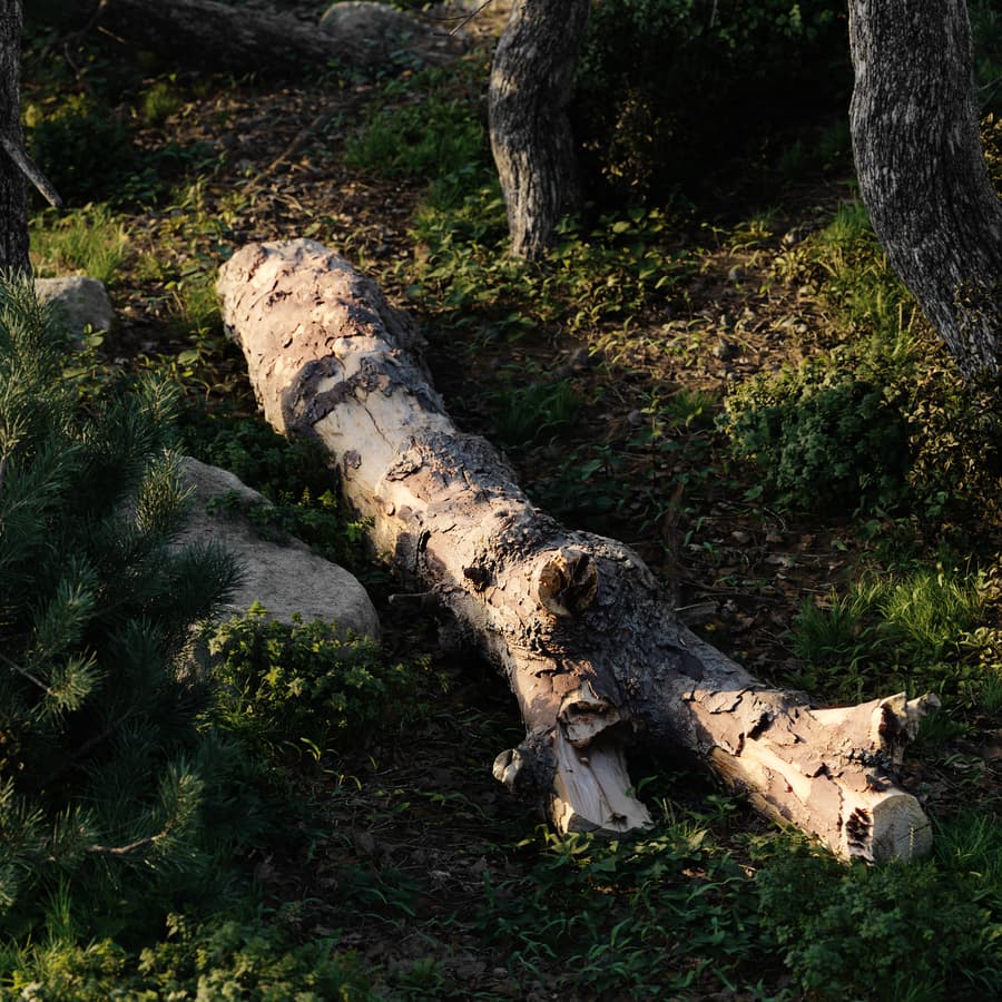 Tree Log 003