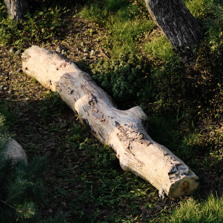 Tree Log 009