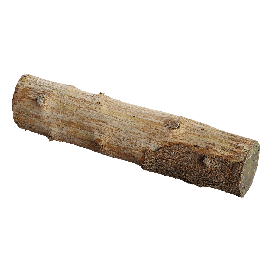 Tree Log 011