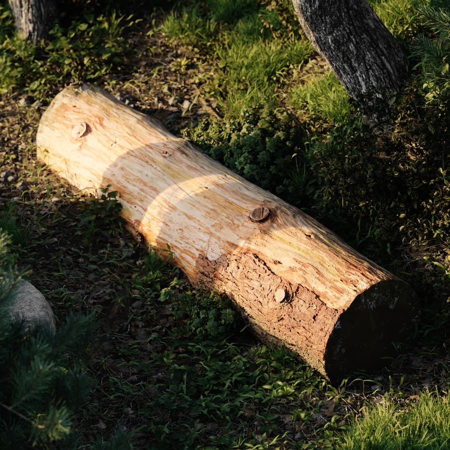 Tree Log 011