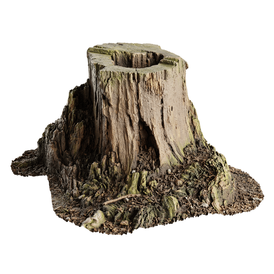Tree Stump 005