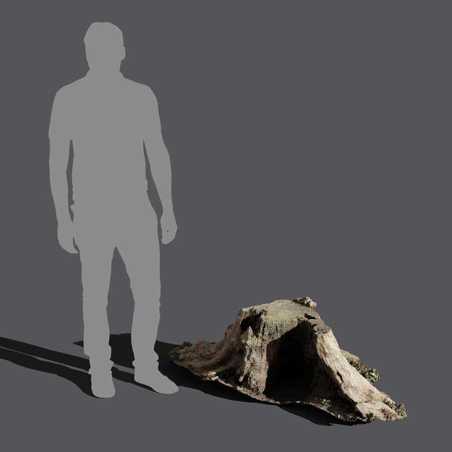 Tree Stump 007