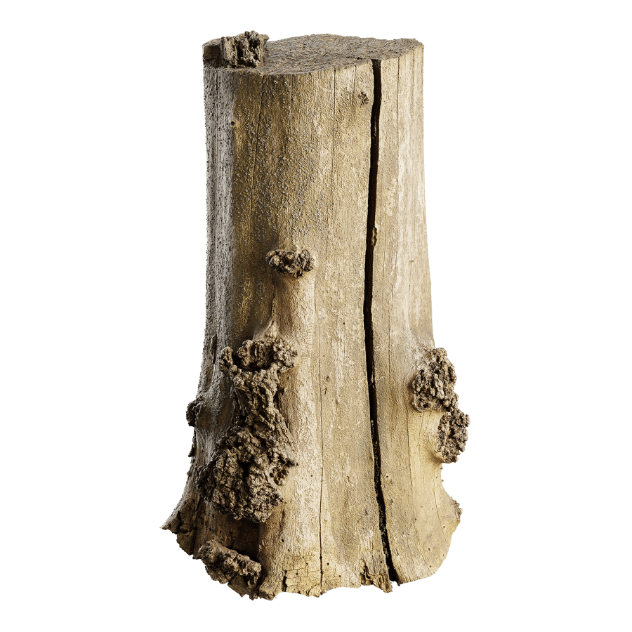 Tree Stump 010