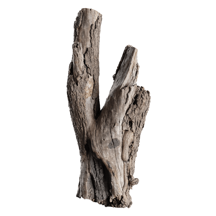Tree Stump 011