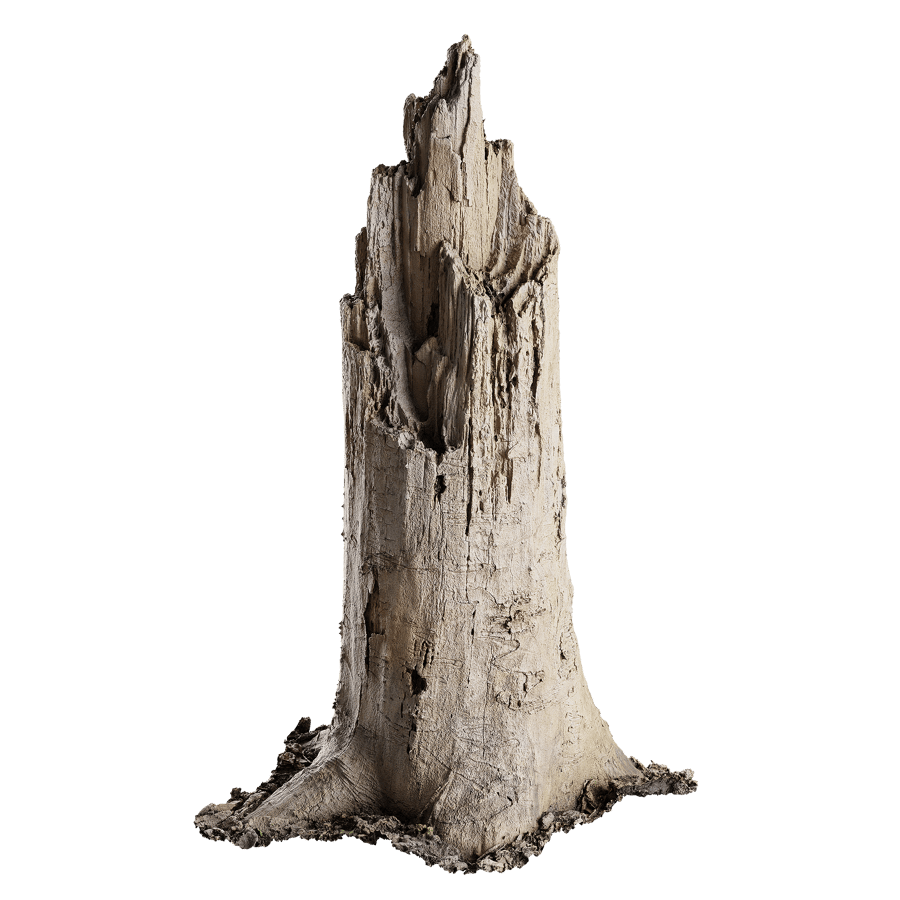 Tree Stump 013