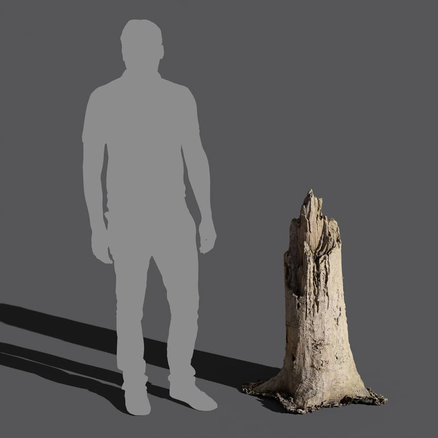 Tree Stump 013