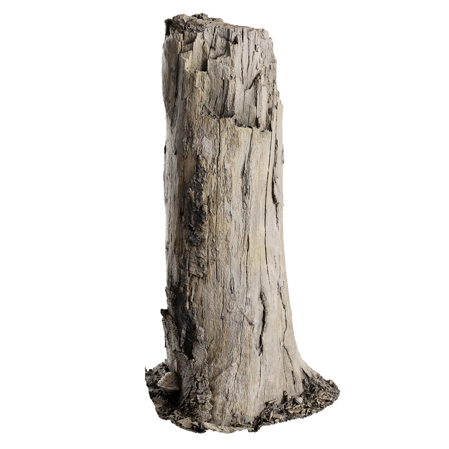 Tree Stump 021