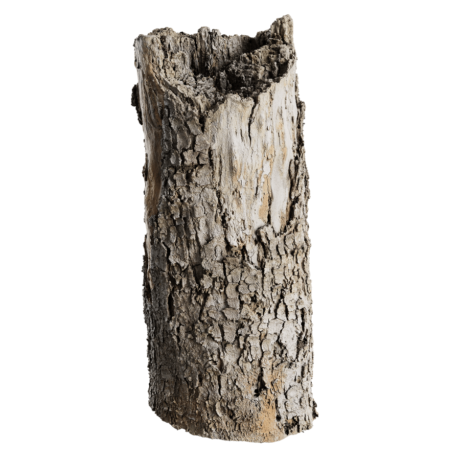 Tree Stump 023