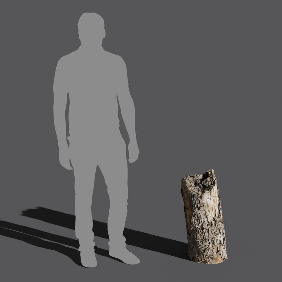 Tree Stump 023