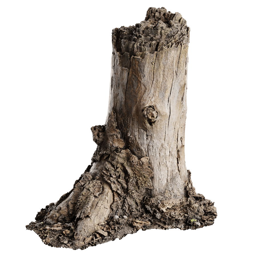 Tree Stump 025