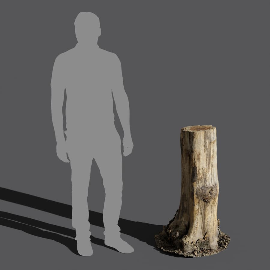 Tree Stump 028