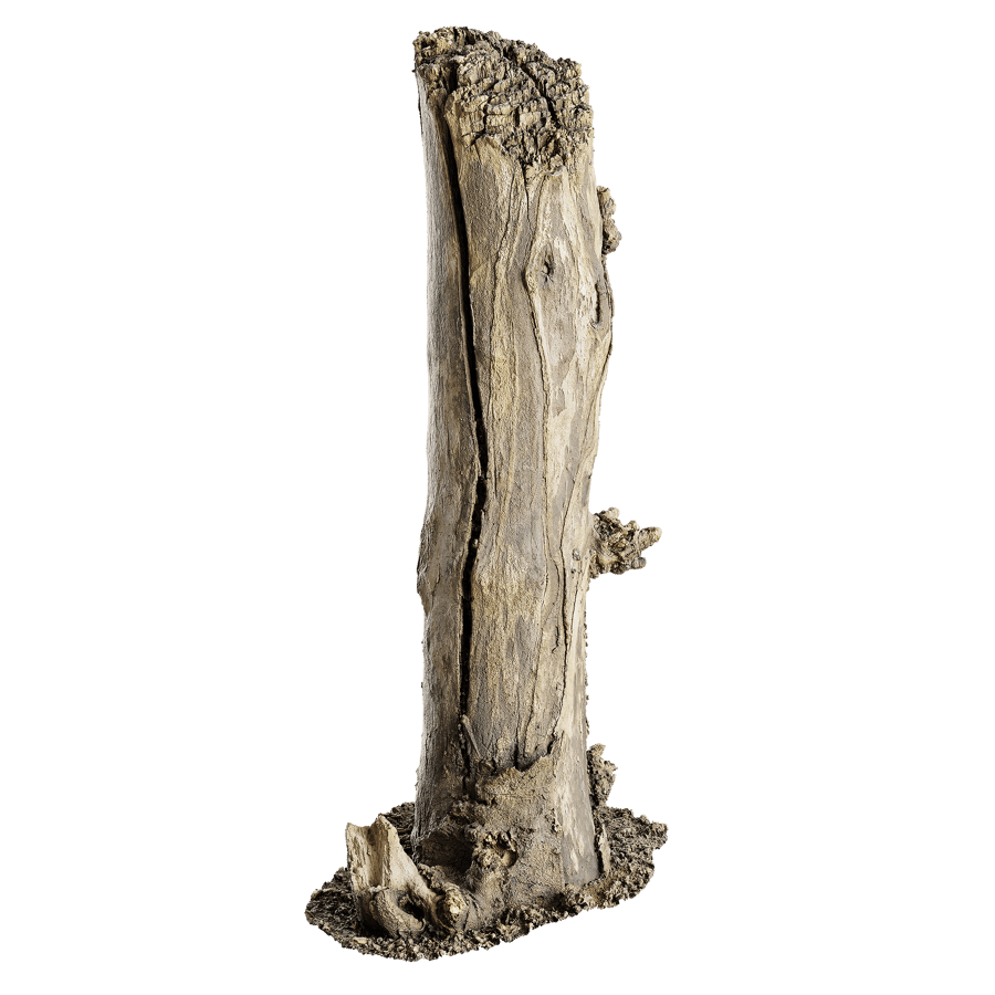 Tree Stump 029