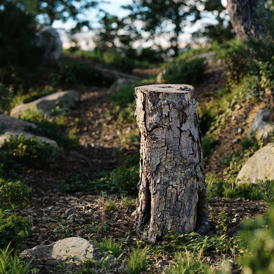 Tree Stump 031