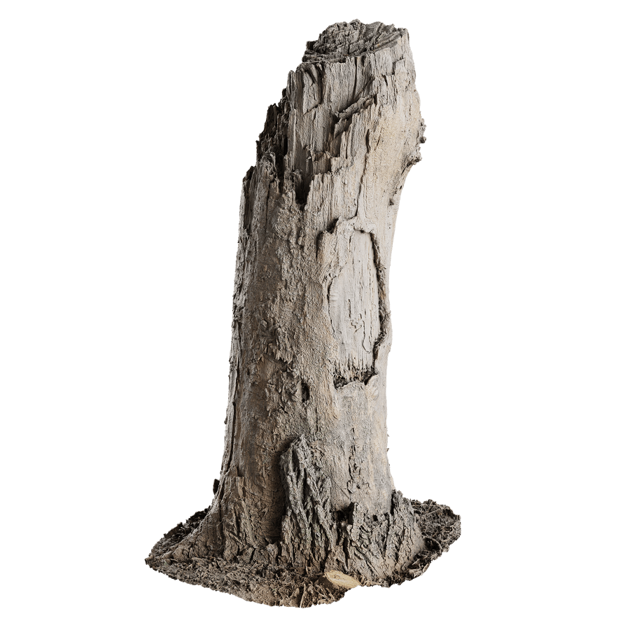 Tree Stump 033