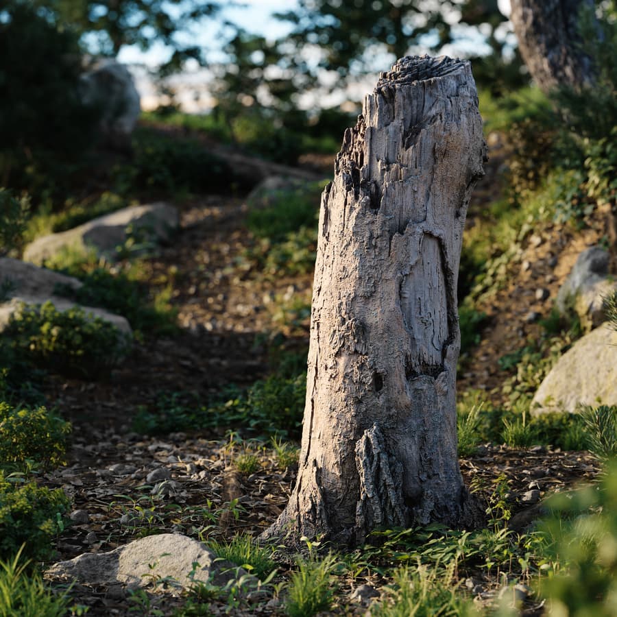 Tree Stump 033