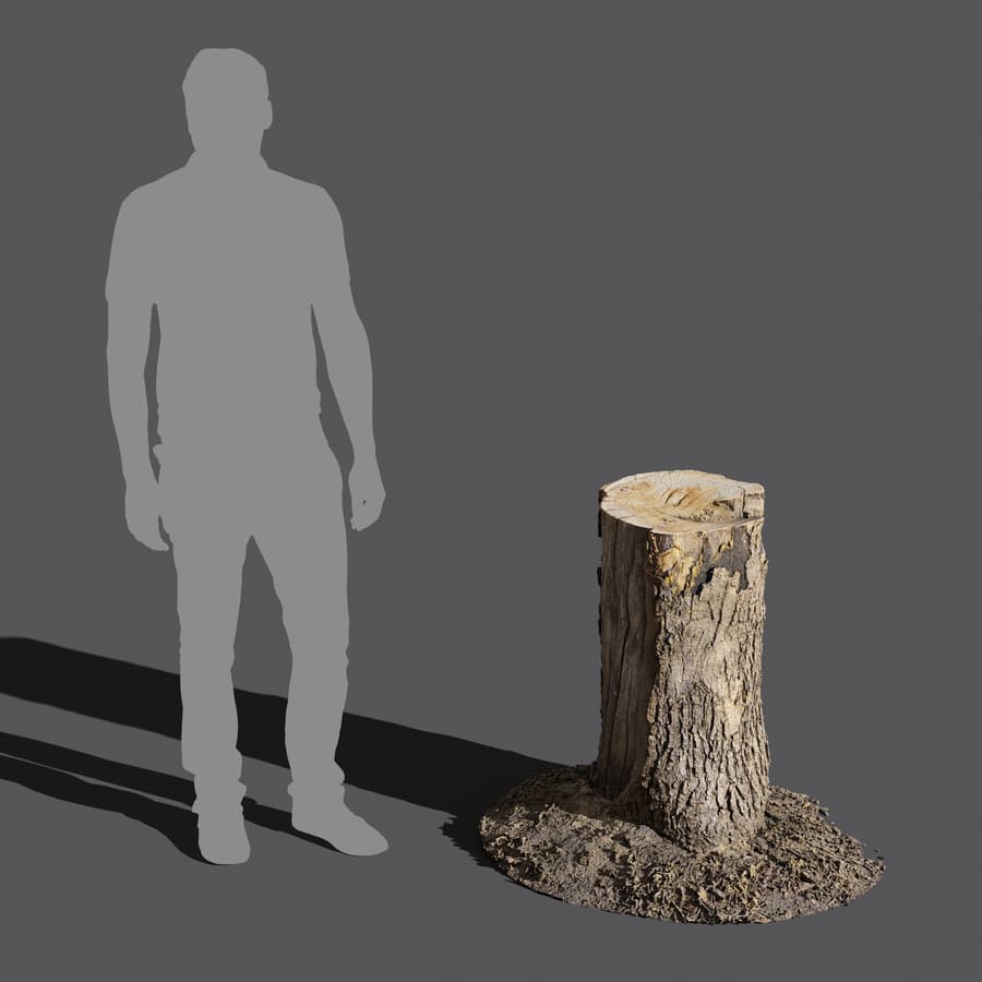 Tree Stump 036