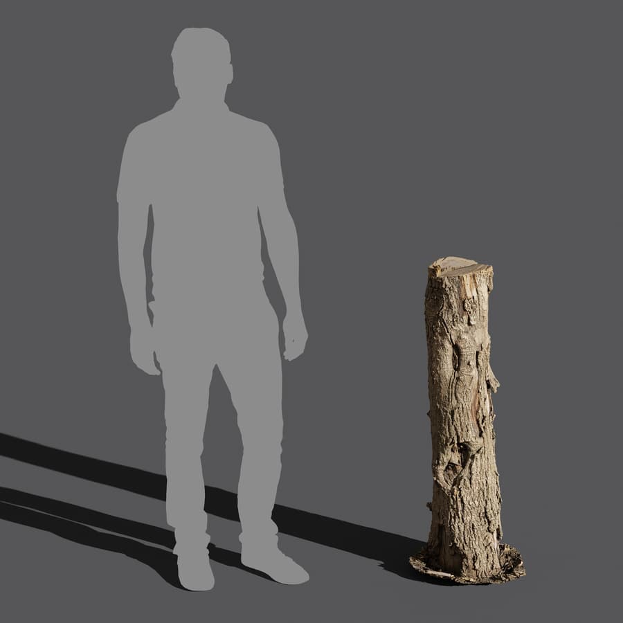 Tree Stump 037