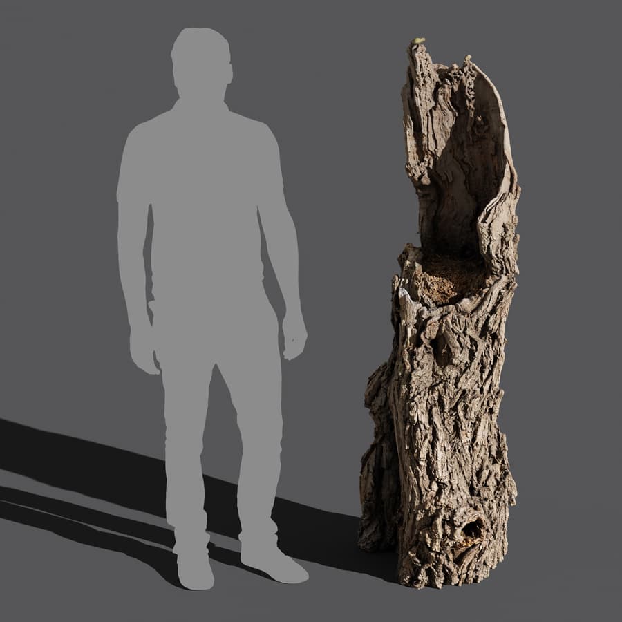 Tree Stump 040