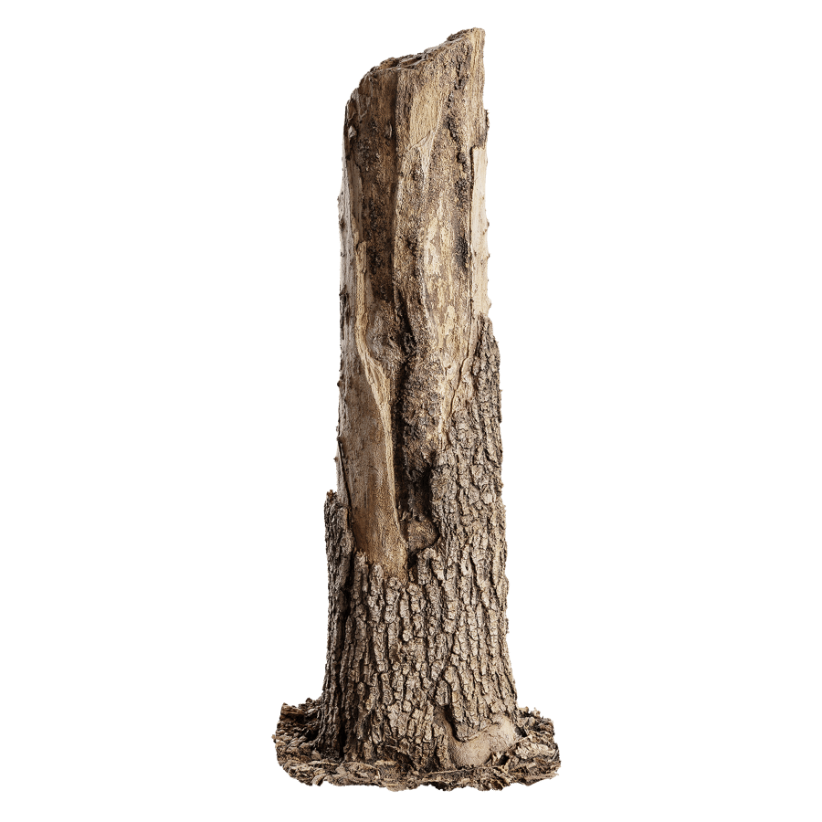 Tree Stump 042