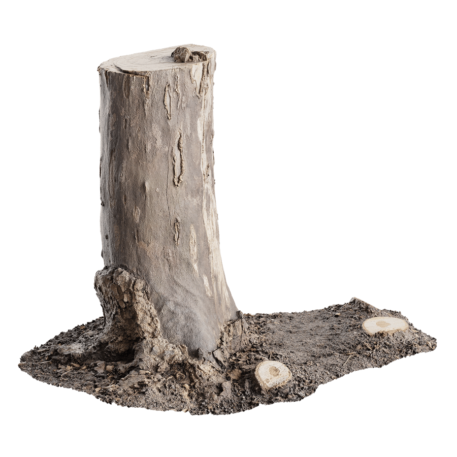 Tree Stump 043