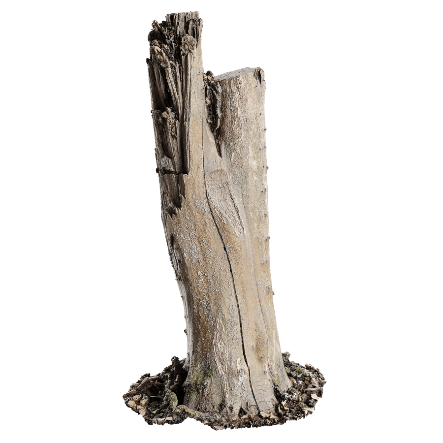 Tree Stump 045