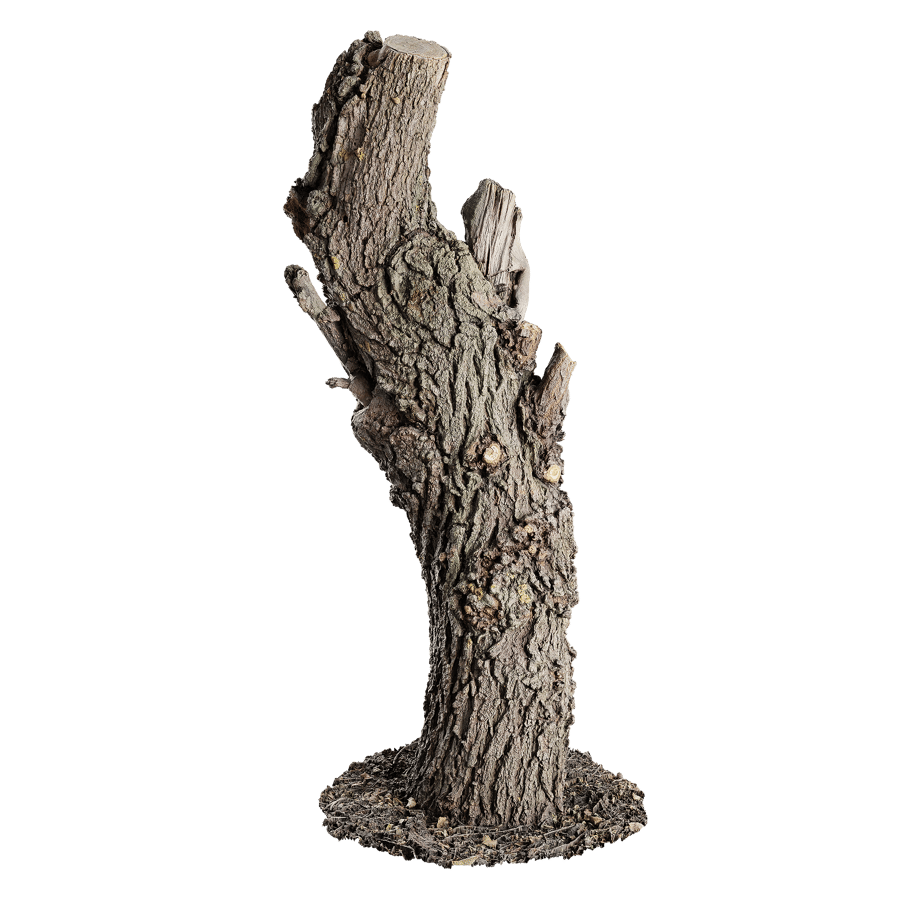 Tree Stump 047