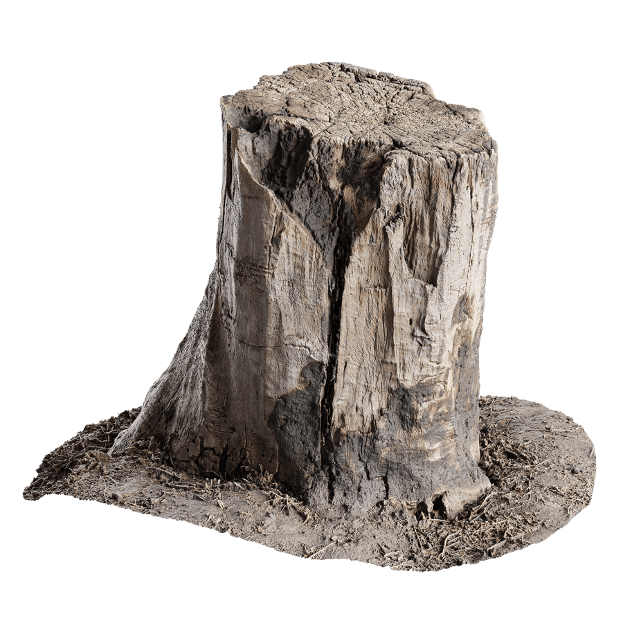Tree Stump Burnt 002