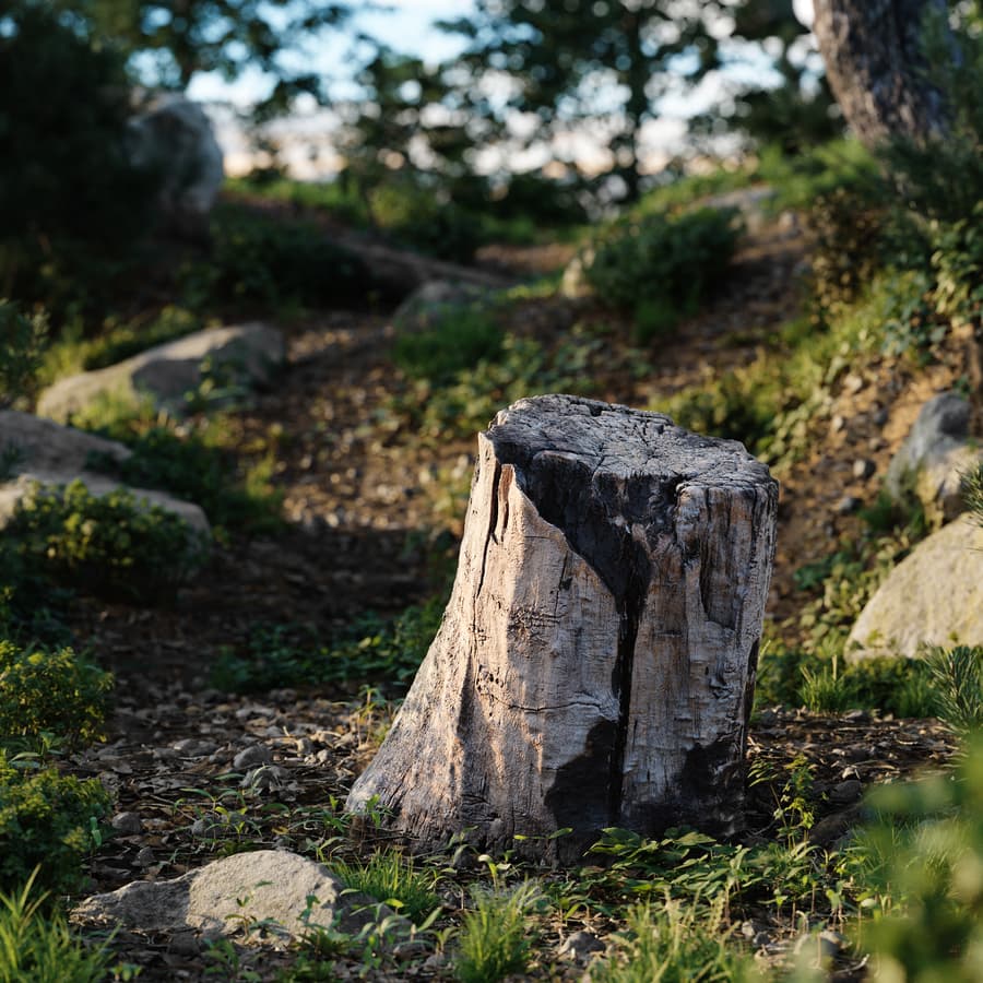 Tree Stump Burnt 002