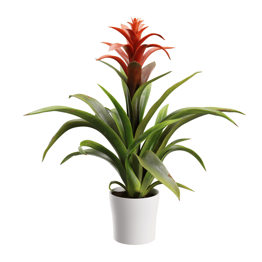 Plant Bromeliad 001