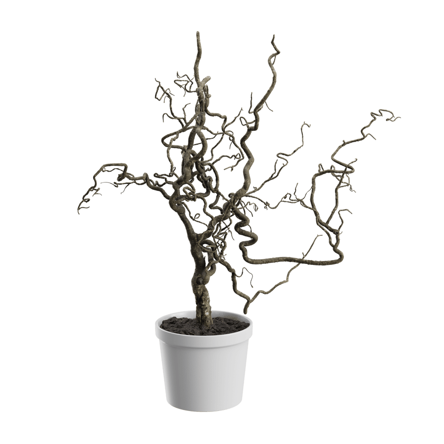 Plant Corkscrew Hazel Branches 002