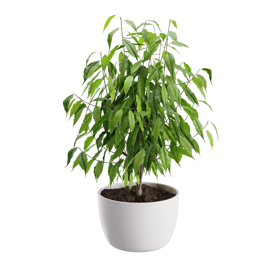 Plant Ficus 001