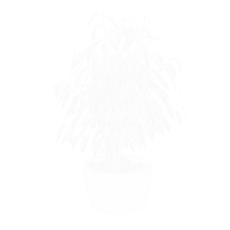 Plant Ficus 001