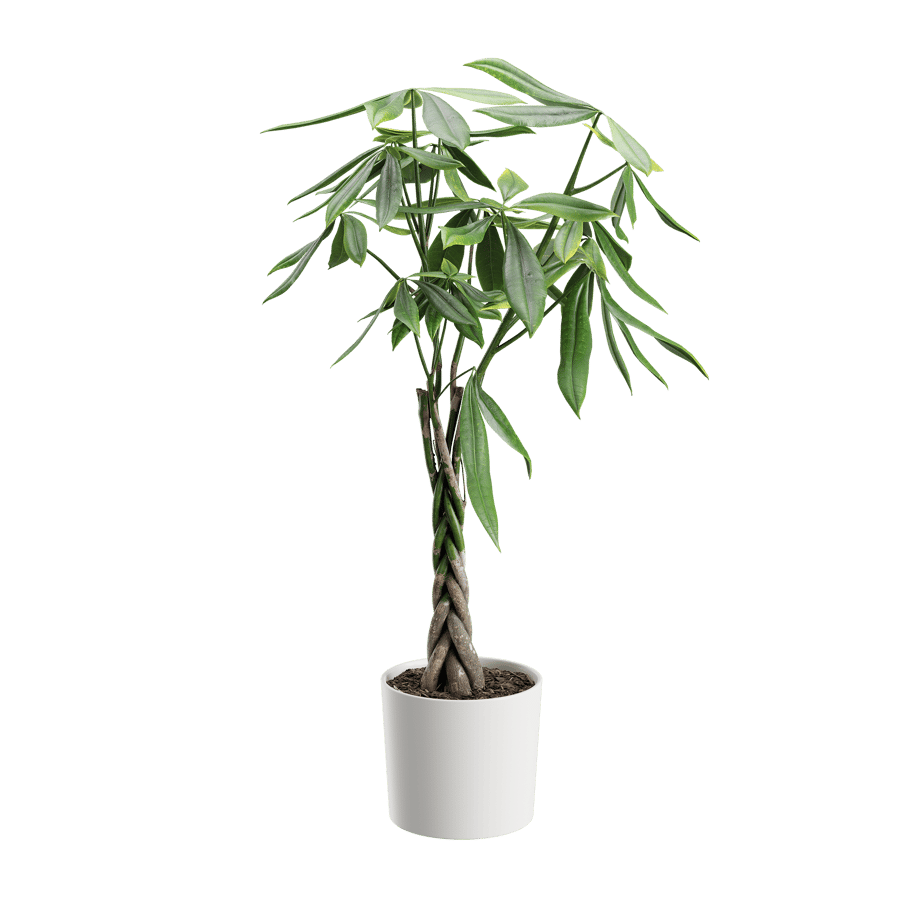 Plant Money Tree 001