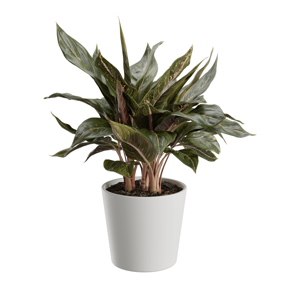 Plant Chinese Evergreen 001