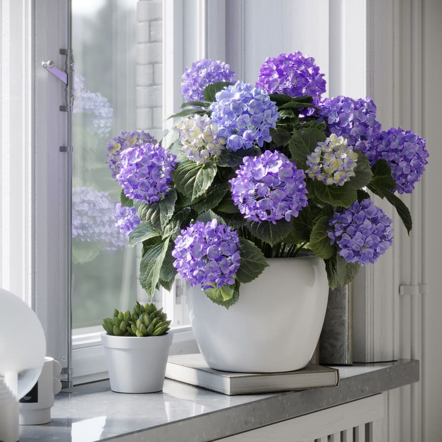 Plant Hydrangea Mophead 004