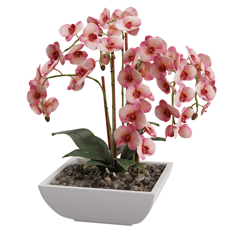 Plant Orchid 002