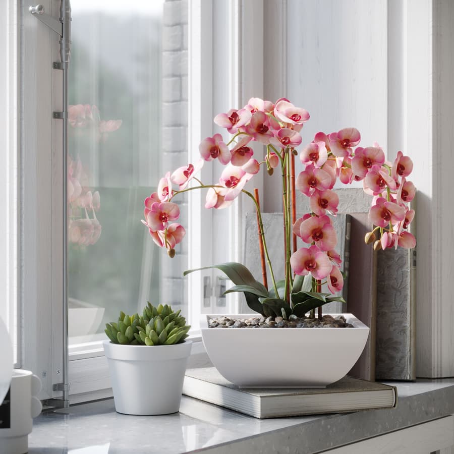 Plant Orchid 002