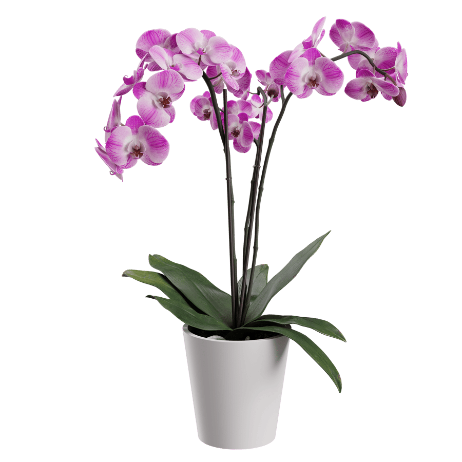 Plant Orchid 003