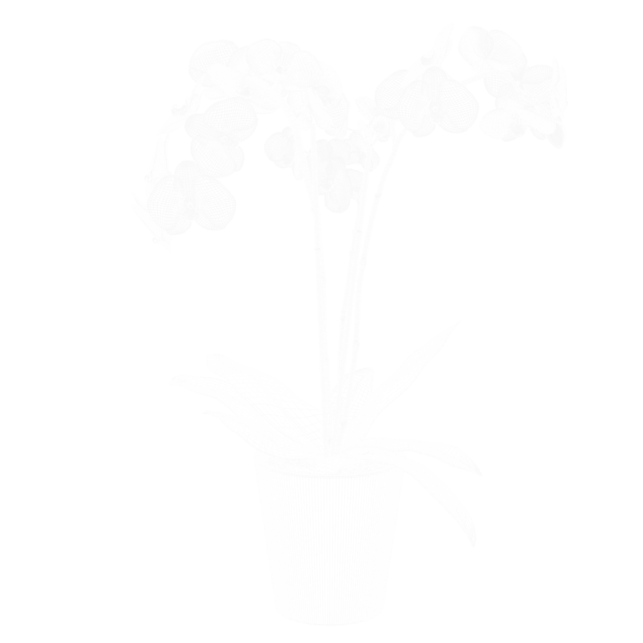 Plant Orchid 003