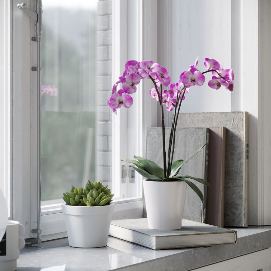 Plant Orchid 003