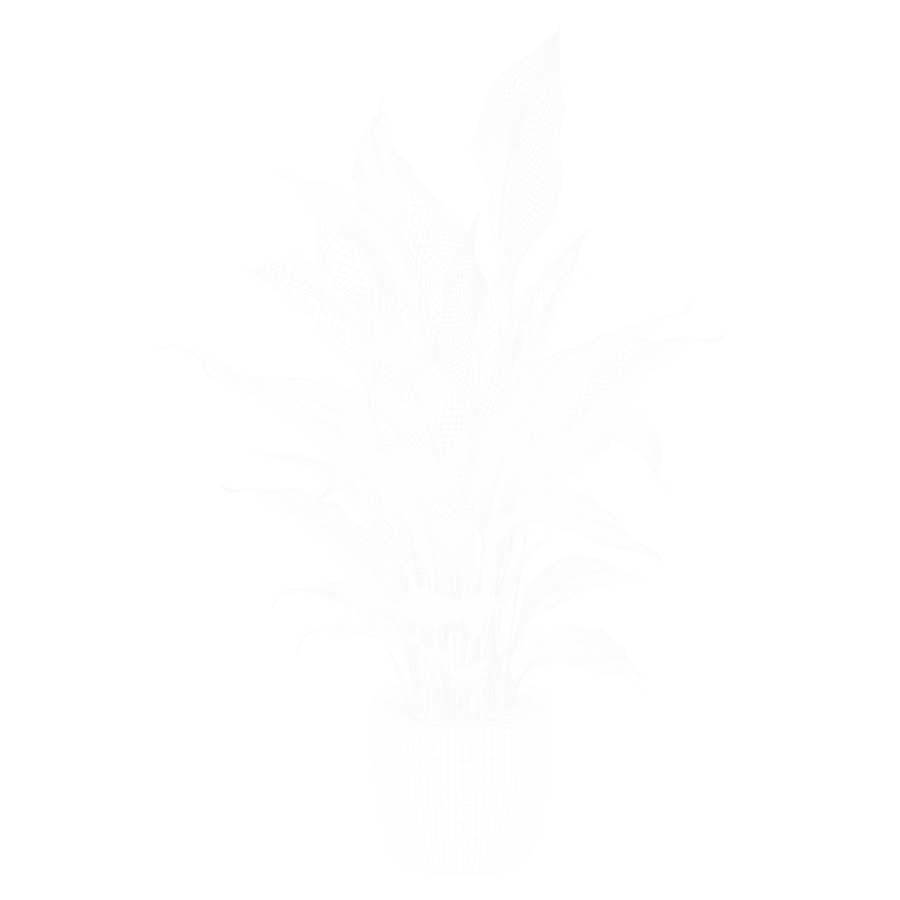 Plant Peace Lily 001